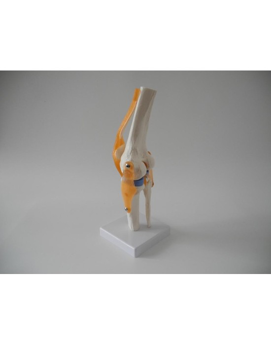 Erkent Sağlık Ürünleri