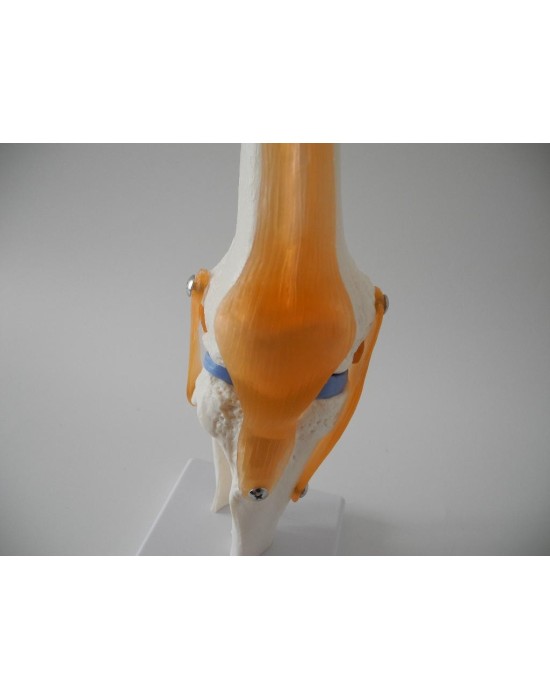 Erkent Sağlık Ürünleri