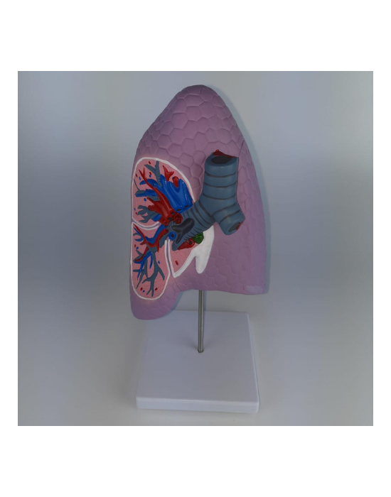 Erkent Sağlık Ürünleri