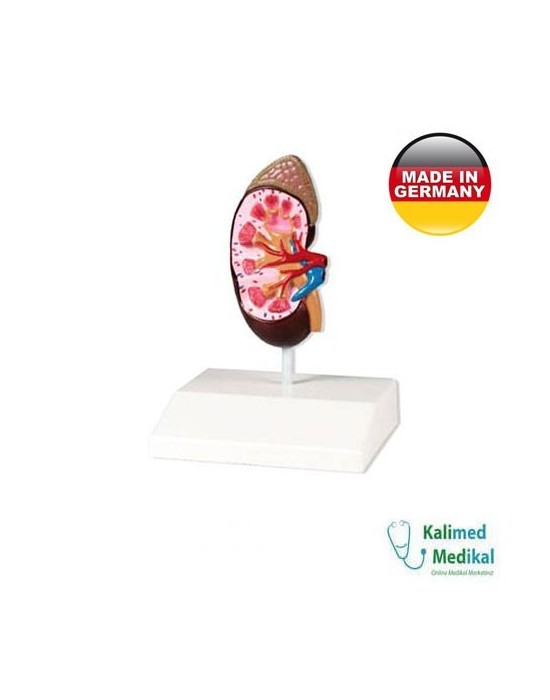 Erkent Sağlık Ürünleri