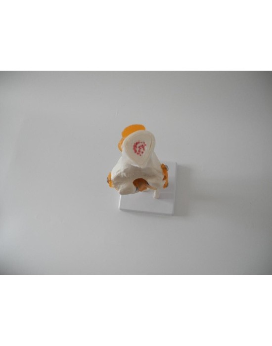 Erkent Sağlık Ürünleri