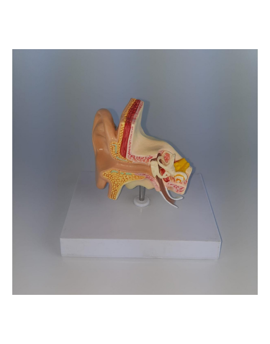 Erkent Sağlık Ürünleri