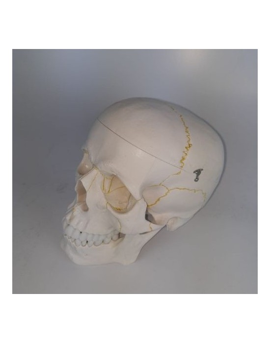 Erkent Sağlık Ürünleri