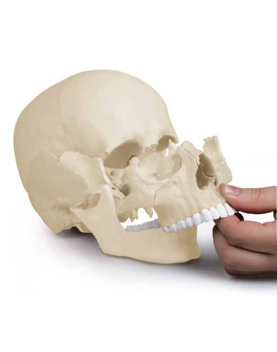 Erkent Sağlık Ürünleri