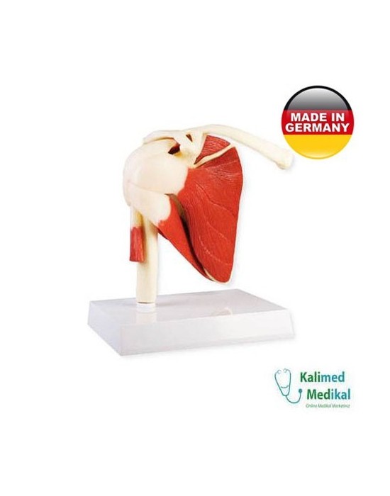 Erkent Sağlık Ürünleri