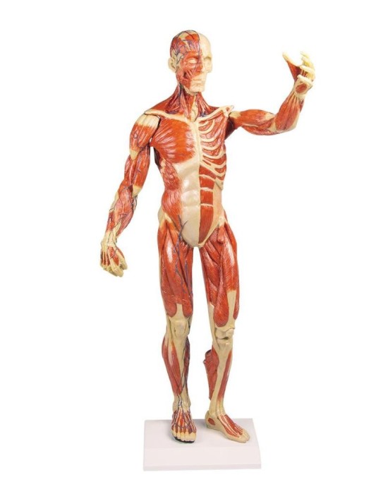 Erkent Sağlık Ürünleri