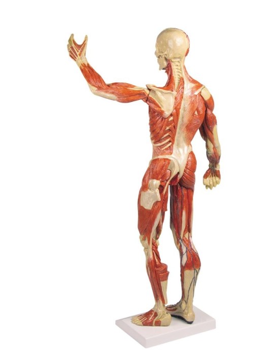 Erkent Sağlık Ürünleri