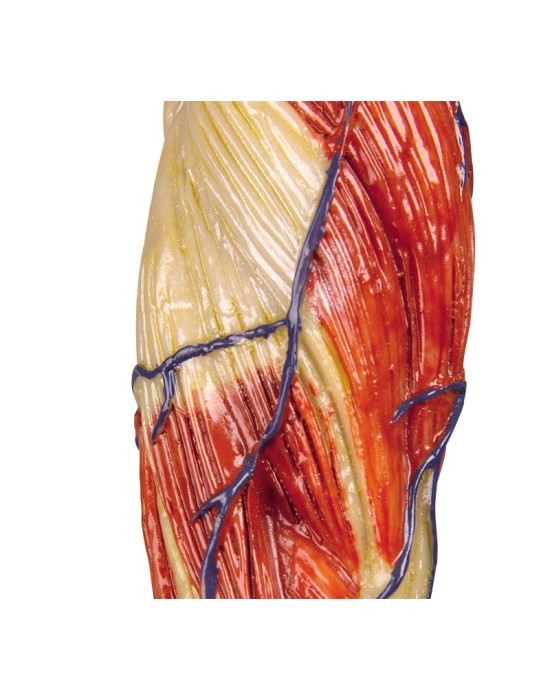 Erkent Sağlık Ürünleri