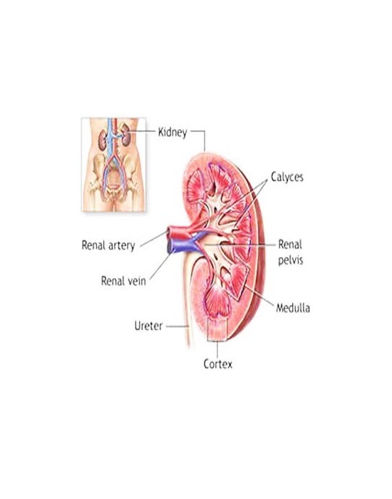Erkent Sağlık Ürünleri