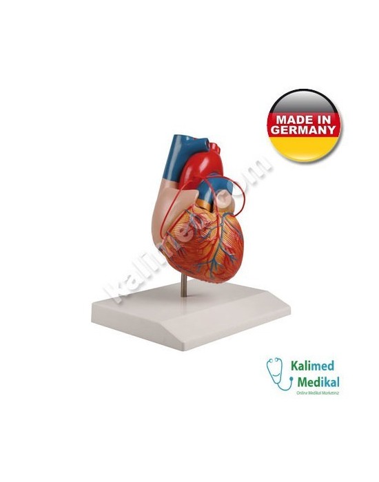 Erkent Sağlık Ürünleri