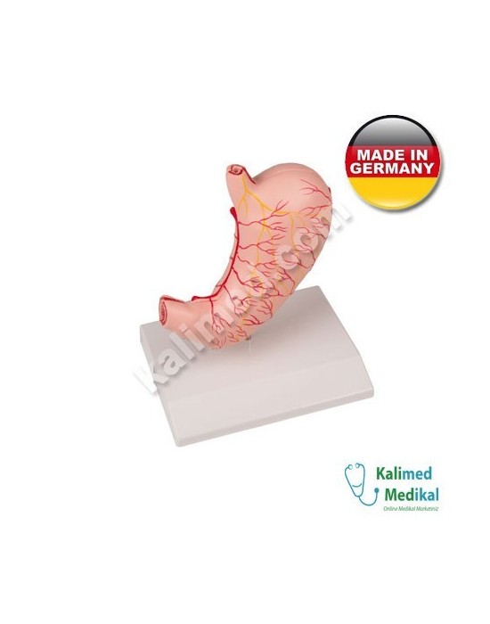 Erkent Sağlık Ürünleri