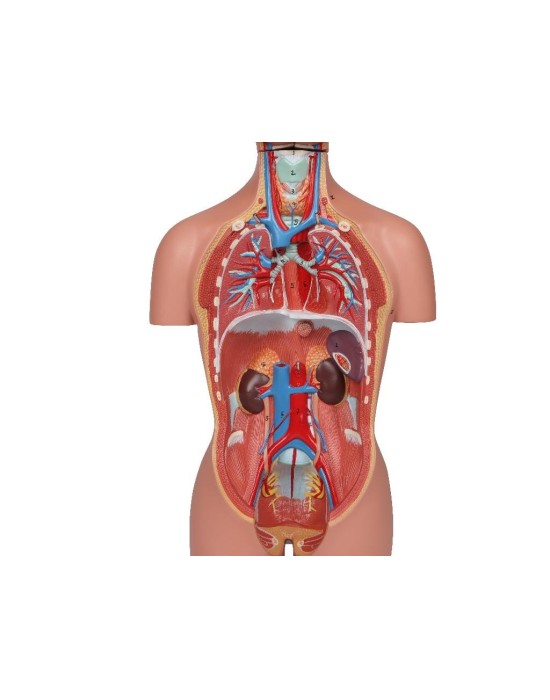 Erkent Sağlık Ürünleri