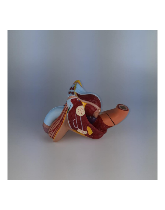 Erkent Sağlık Ürünleri