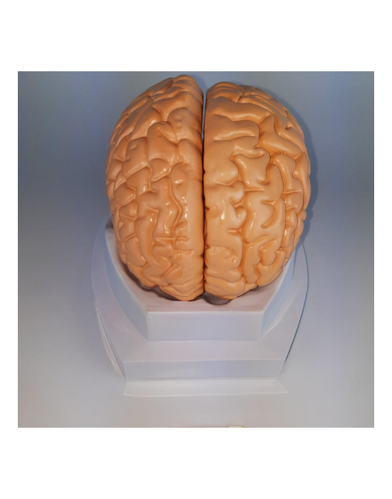 Erkent Sağlık Ürünleri