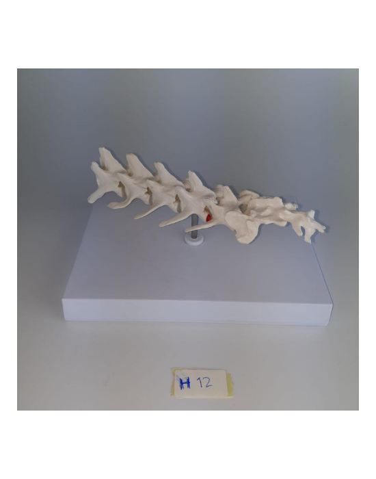 Erkent Sağlık Ürünleri