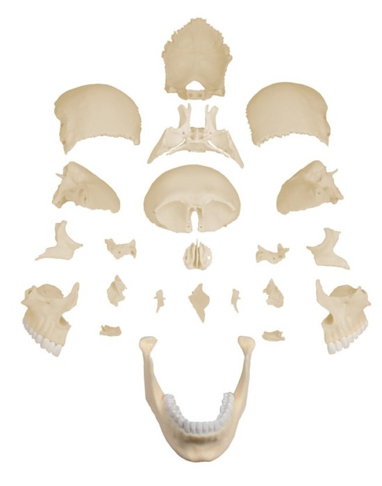 Erkent Sağlık Ürünleri