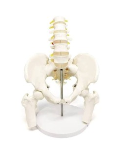 ERKENTMED SP01 OMURGA MODELİ PELVİS VE BACAK KEMİKLİ 1/1 GERÇEK BOYUT