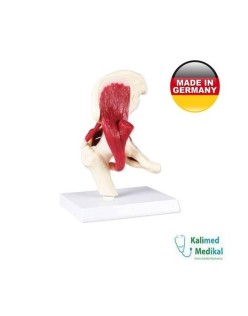 4663 KALÇA EKLEM MODELİ KASLI