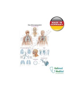 AL116 SOLUNUM SİSTEMİ TABLOSU