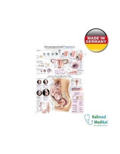 AL118 HAMİLELİK TABLOSU