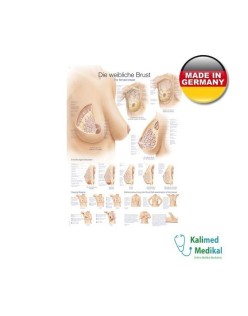 AL134 KADIN GÖĞÜS TABLOSU