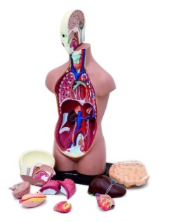 HUMAN TORSO İNSAN VÜCUDU MODELİ 50 CM 11 PARÇA