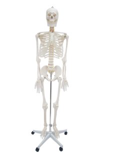 ERKENTMED WILLIAM İNSAN İSKELET MODELİ TAM BOY 180 CM İSKELET AFİŞ HEDİYELİ