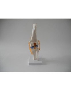 ERKENTMED E11 GERÇEK BOYUTTA DİZ EKLEM MODELİ