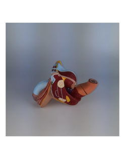 ERKENTMED U11 ERKEK GENİTAL MODELİ