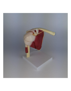 ERKENTMED O12 GERÇEK BOYUTTA KASLI OMUZ EKLEM MODELİ