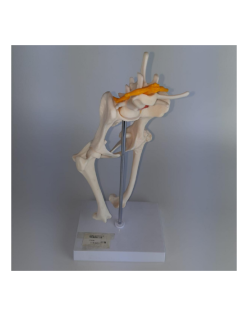 ERKENTMED H13 ANATOMİK KÖPEK PELVİSİ MODELİ