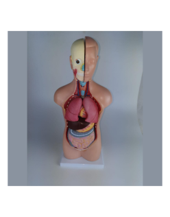 ERKENTMED T12 BİSEKSÜEL TORSO MODELİ 42CM 13 PARÇA