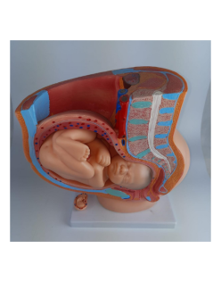 ERKENTMED M11 DOKUZ AYLIK HAMİLE MODELİ