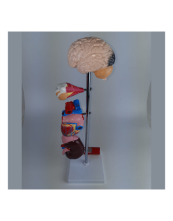 ERKENTMED T11 HİPERTANSİYON MODELİ