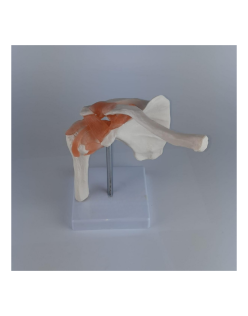 ERKENTMED O11 OMUZ EKLEM MODELİ