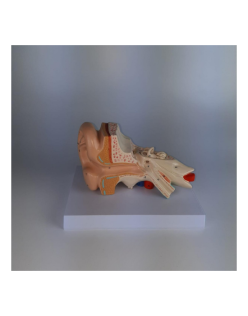 ERKENTMED K12 KULAK MODELİ