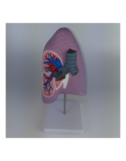 ERKENTMED A12 SAĞ AKCİĞER VE BRONŞ MODELİ