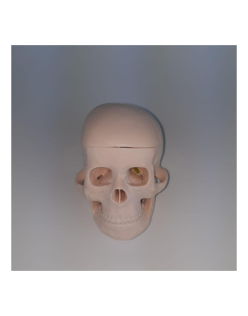 ERKENTMED S12 3 PARÇALI KAFATASI MODELİ