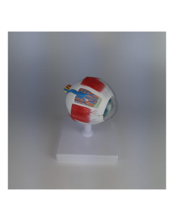 ERKENTMED G13 BÜYÜTÜLMÜŞ GÖZ KÜRESİ MODELİ