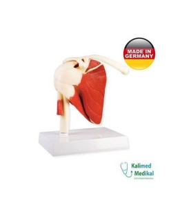 4661 OMUZ EKLEM MODELİ KASLI