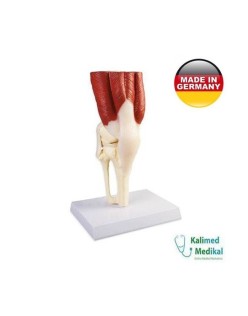 4662 DİZ EKLEM MODELİ KASLI