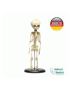 2850 FETUS İSKELETİ 30 HAFTALIK STANDLI
