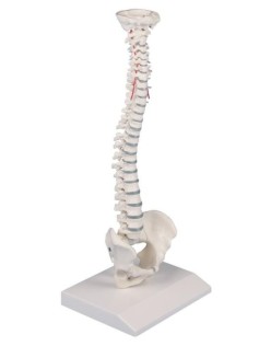 4001 İNSAN OMURGA  MODELİ MİNYATÜR
