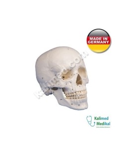 4509 KAFATASI MODELİ 3 PARÇA KAS İŞARETLİ