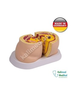 M50 OBEZİTE MODELİ