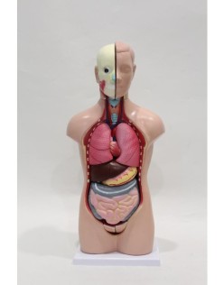 ERKENTMED T13 BİSEKSÜEL AÇIK KAS TORSO MODELİ