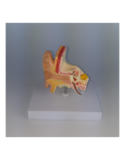 ERKENTMED K11 KULAK MODELİ