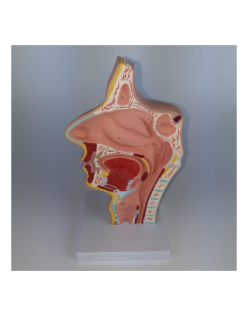 ERKENTMED N11 NORMAL NASAL BOŞLUĞU MODELİ