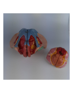 ERKENTMED P11 KADIN PELVİS MODELİ