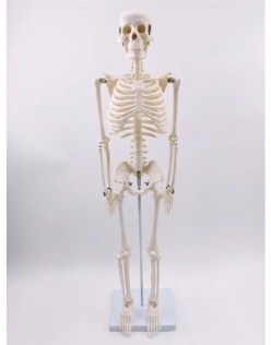 ERKENTMED JOE İNSAN İSKELET MODELİ  85 CM 1/2 BOY